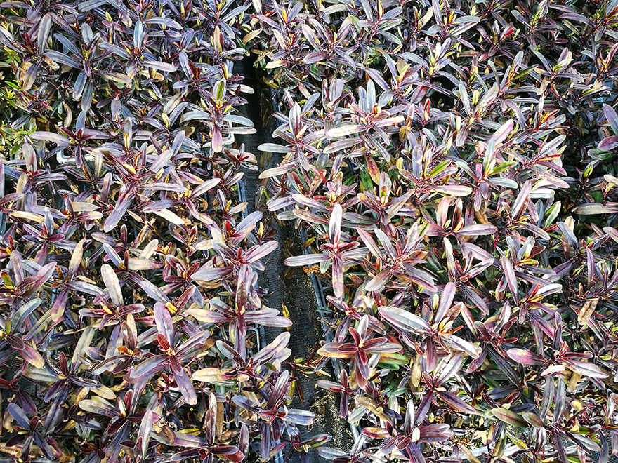 5x Hebe Flame - $5.99 each