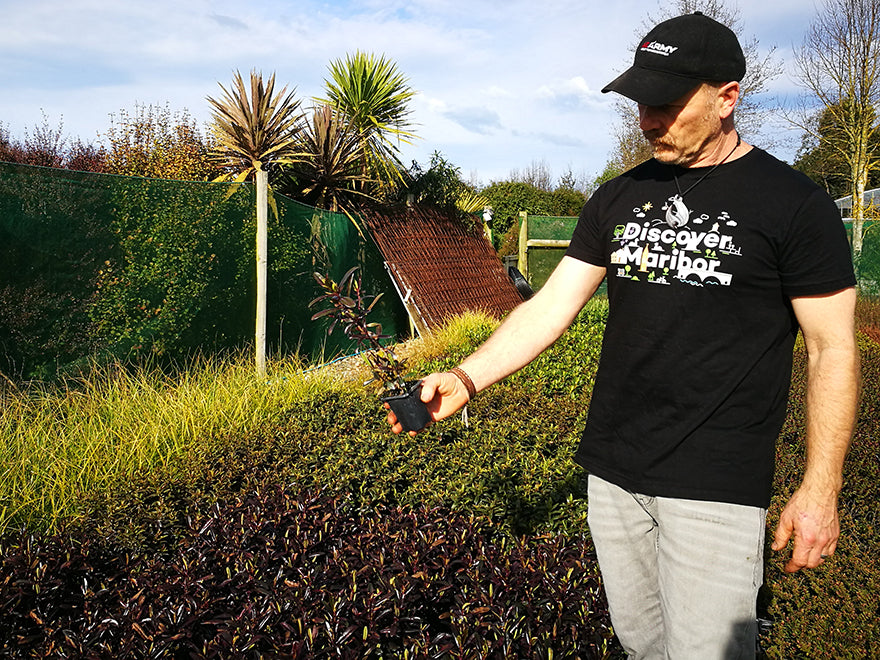 25x Hebe Flame - $4.99 each