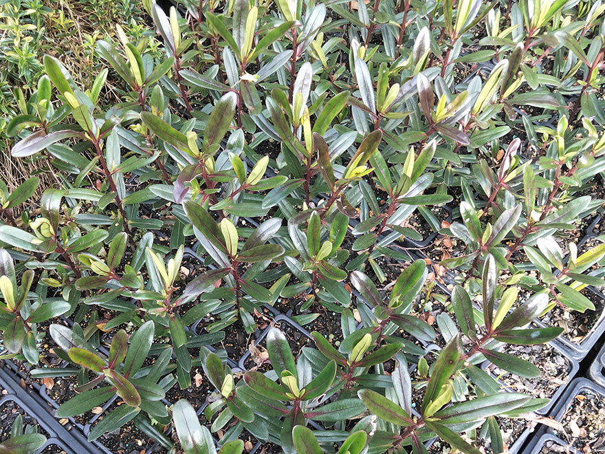 5x Hebe Flame - $5.99 each