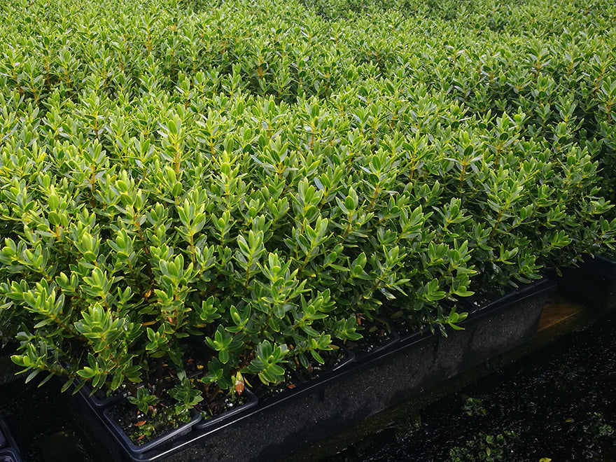 25x Hebe Fruticeti - $4.99 each