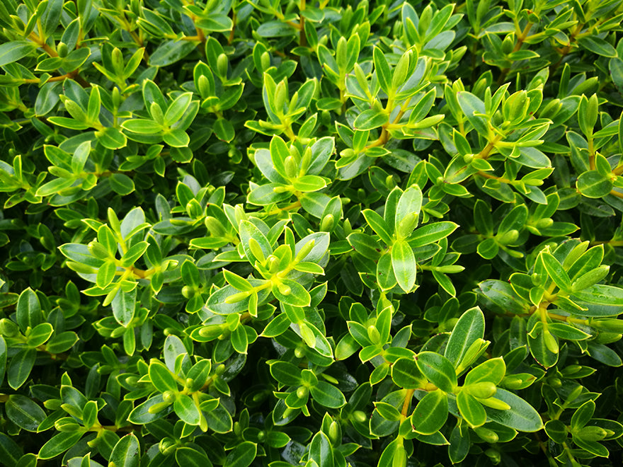 25x Hebe Fruticeti - $4.99 each