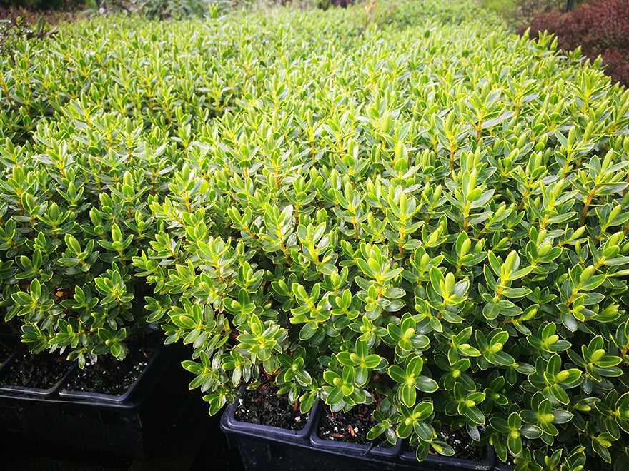 10x Hebe Fruticeti - 99c each