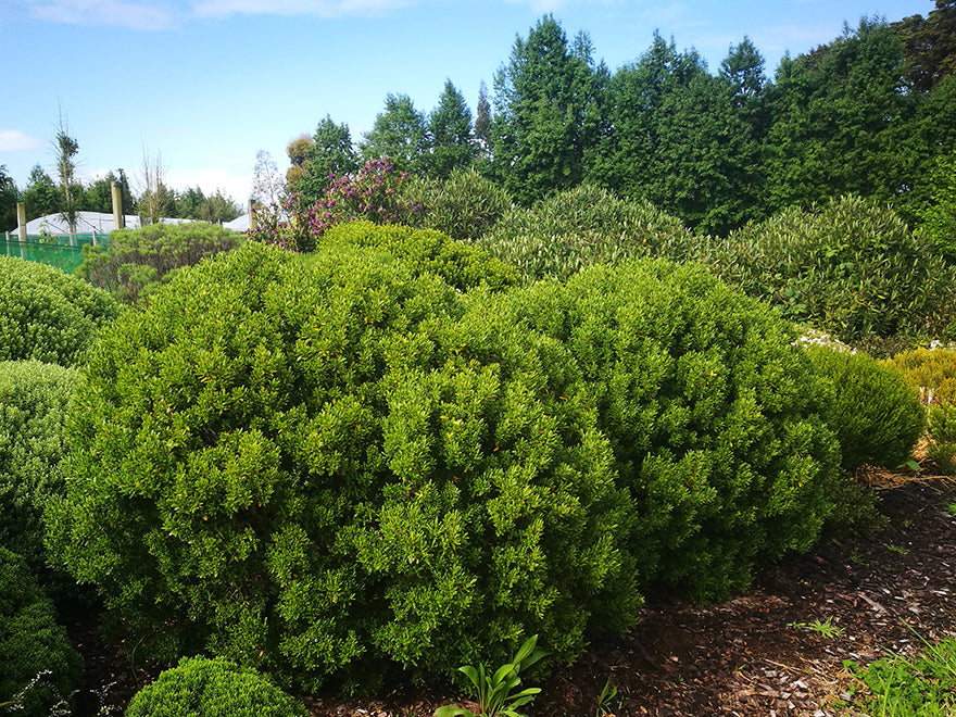 25x Hebe Fruticeti - $4.99 each