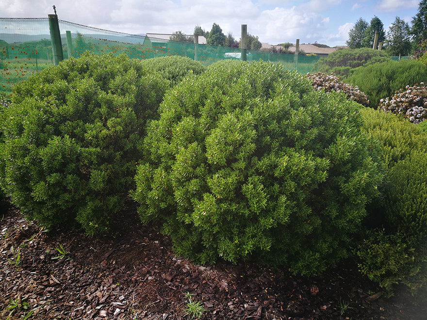 25x Hebe Fruticeti - $4.99 each