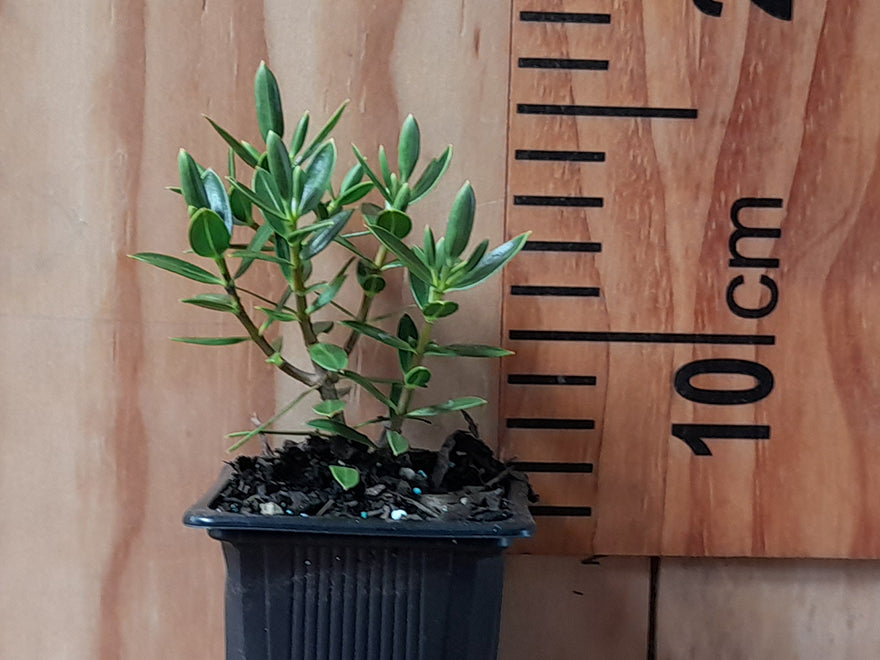 25x Hebe Fruticeti - $4.99 each