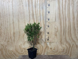 5x Hebe Fruticeti - $5.99 each