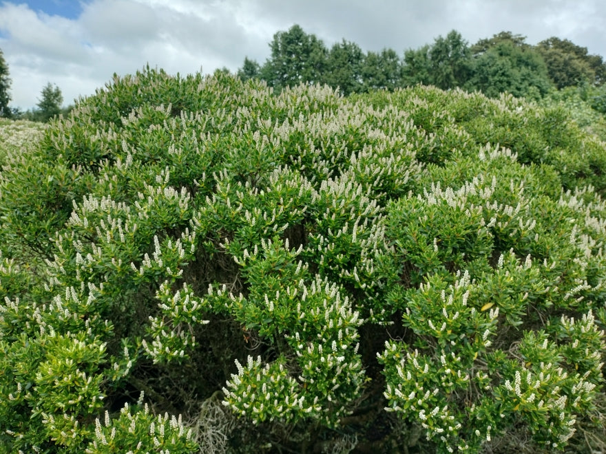 100x Hebe Fruticeti - $2.99 each