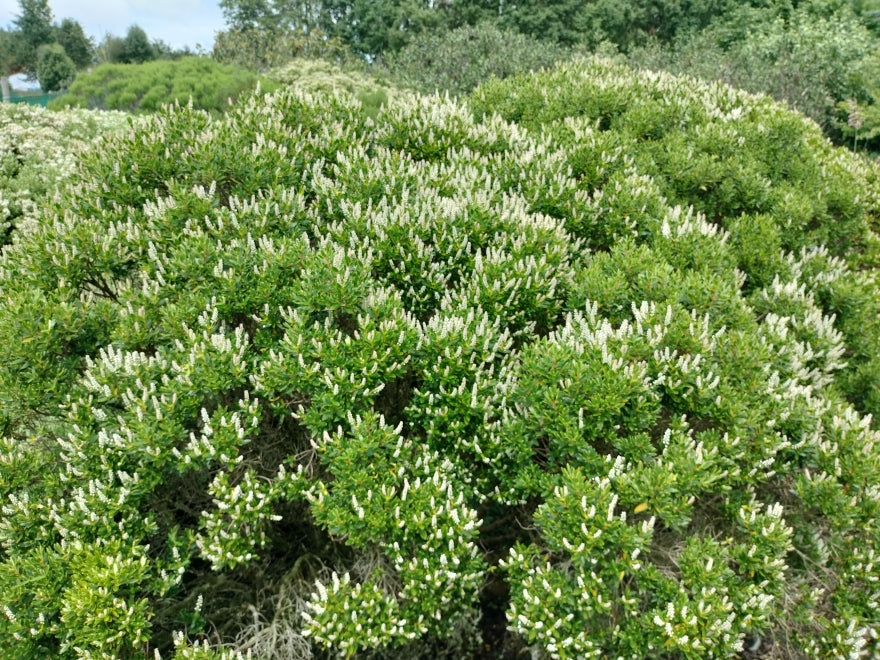 5x Hebe Fruticeti - $2.99 each