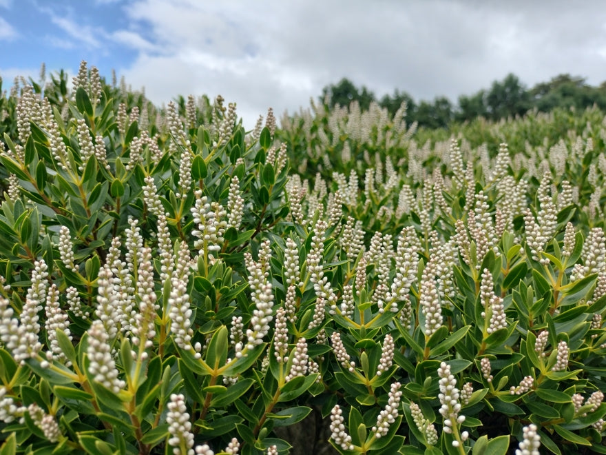 25x Hebe Fruticeti - $4.99 each