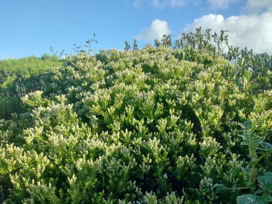 5x Hebe Fruticeti - $2.99 each