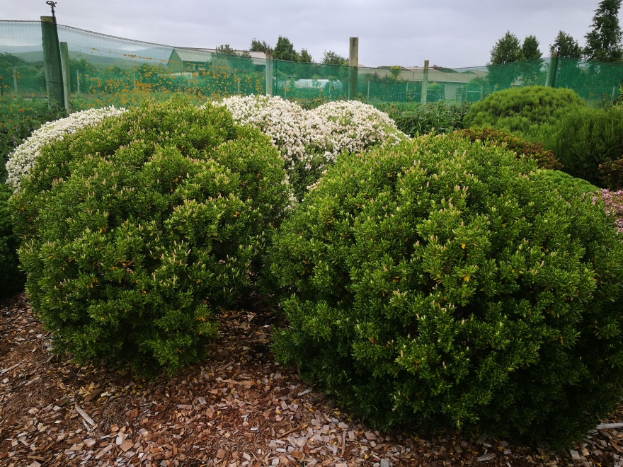 100x Hebe Fruticeti - $2.99 each