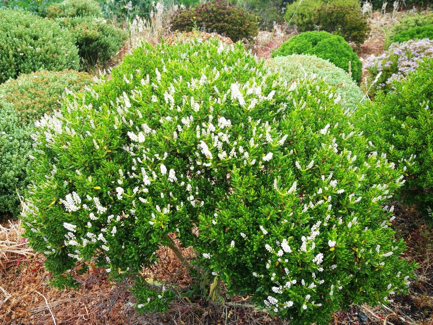 5x Hebe Fruticeti - $2.99 each