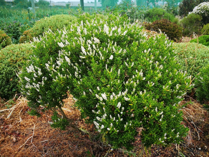 25x Hebe Fruticeti - $4.99 each