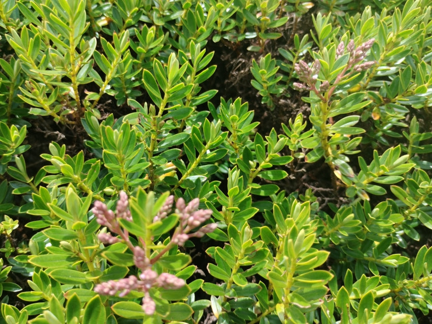 25x Hebe Fruticeti - $4.99 each