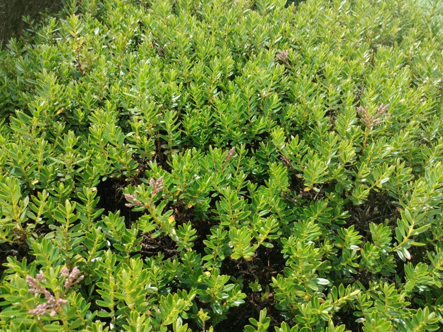 5x Hebe Fruticeti - $2.99 each