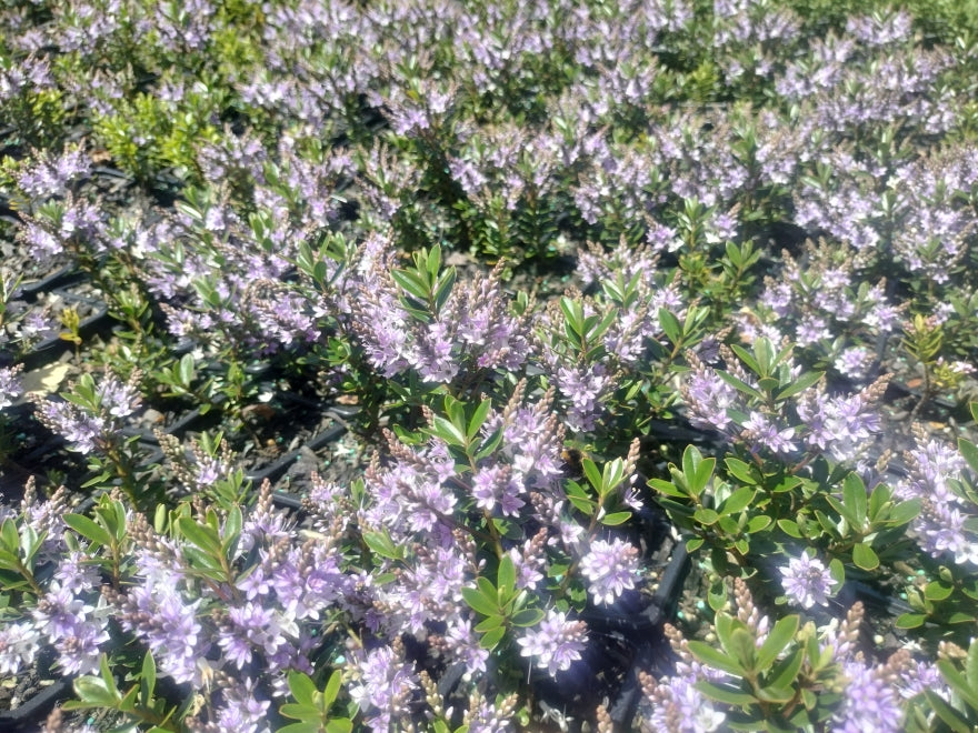 25x Hebe Fruticeti - $4.99 each