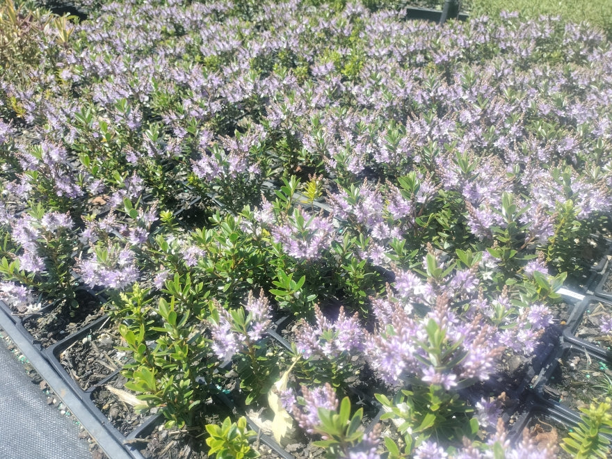 100x Hebe Fruticeti - $2.99 each