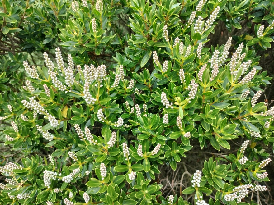 5x Hebe Fruticeti - $2.99 each