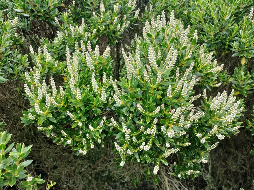 5x Hebe Fruticeti - $2.99 each