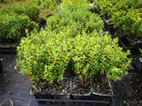 5x Hebe Fruticeti - $5.99 each