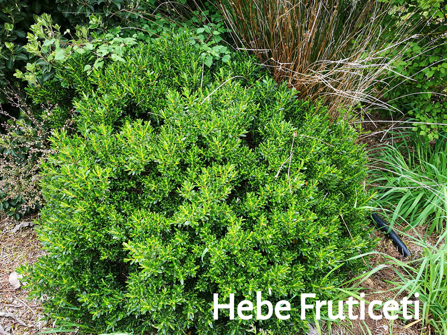 25x Hebe Combo - $4.99 each