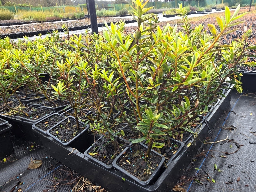10x Hebe Garden Beauty - 99c each