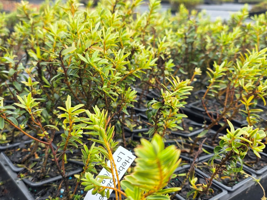 10x Hebe Garden Beauty - 99c each