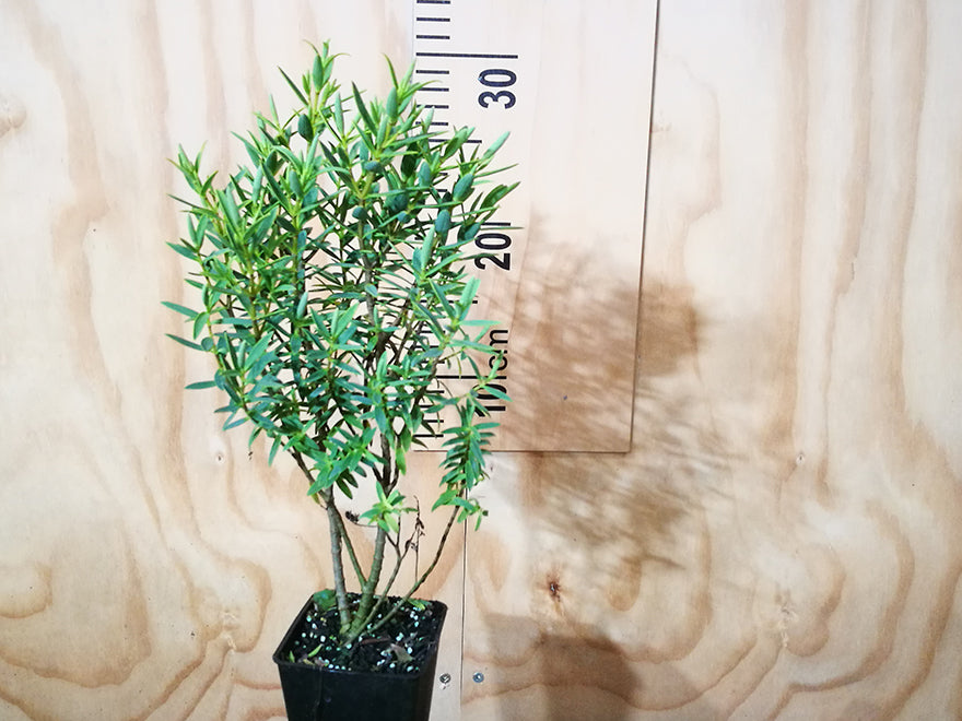 25x Hebe Glaucophylla - $2.99 each