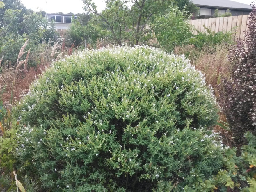 100x Hebe Glaucophylla - $2.99 each