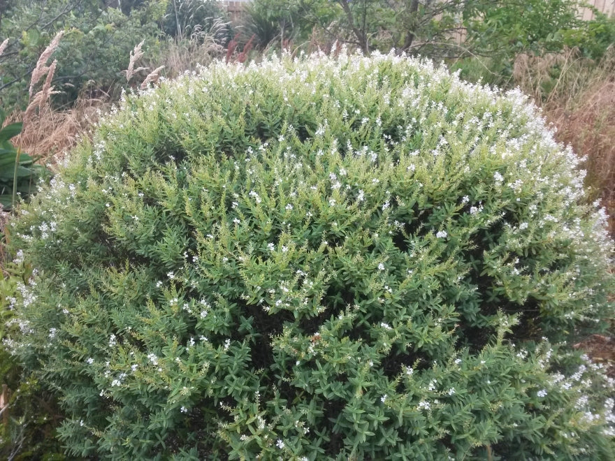 25x Hebe Glaucophylla - $2.99 each