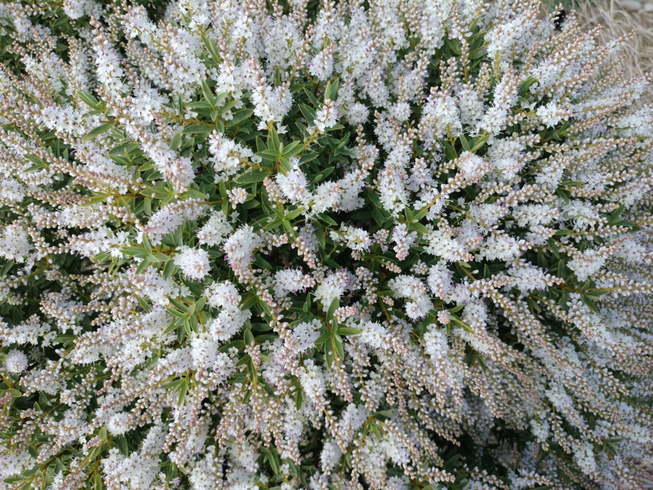 25x Hebe Glaucophylla - $2.99 each