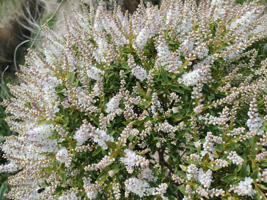 100x Hebe Glaucophylla - $2.99 each
