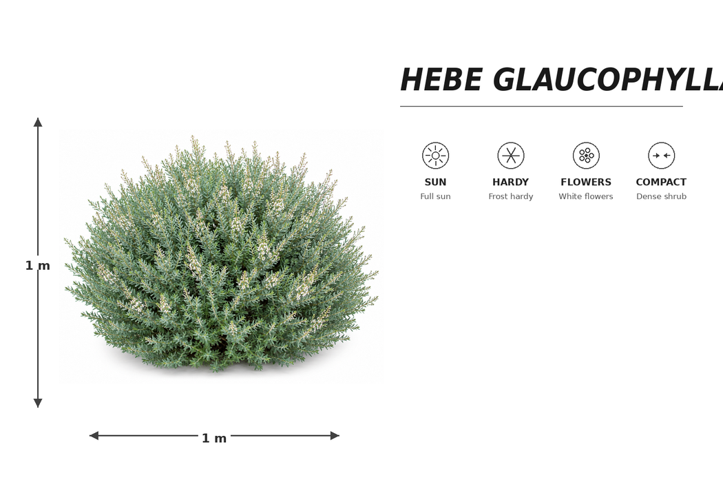 100x Hebe Glaucophylla - $2.99 each