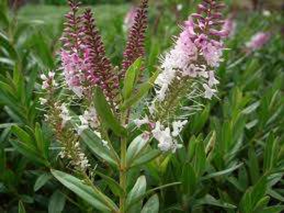 100x Hebe Icing Sugar - $3.99 each