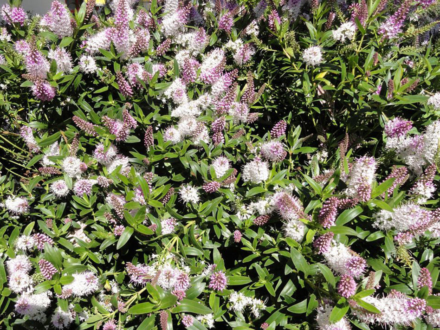 100x Hebe Icing Sugar - $3.99 each