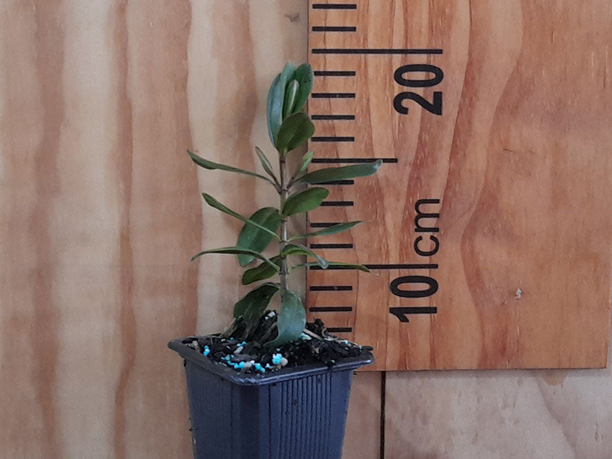 100x Hebe Icing Sugar - $3.99 each