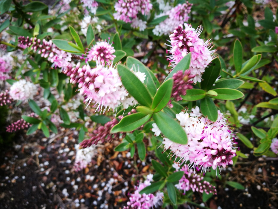 100x Hardy Hebe Combo - $3.99 each