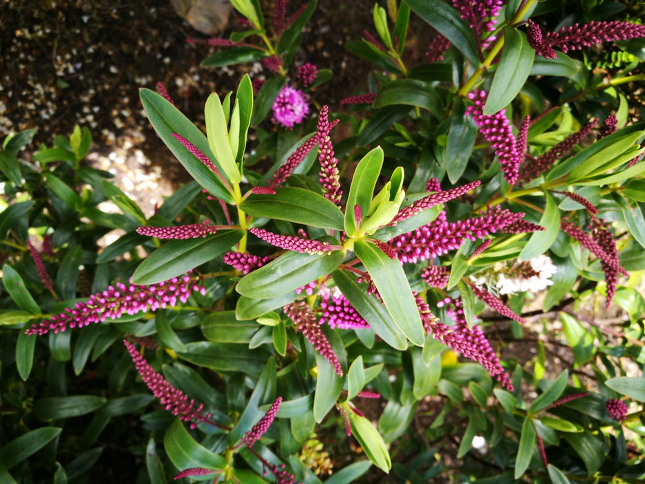 50x Hardy Hebe Combo - $3.99 each