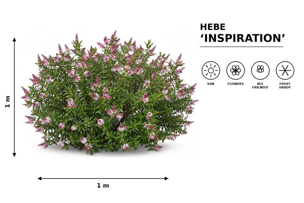 5x Hebe Inspiration - $5.99 each
