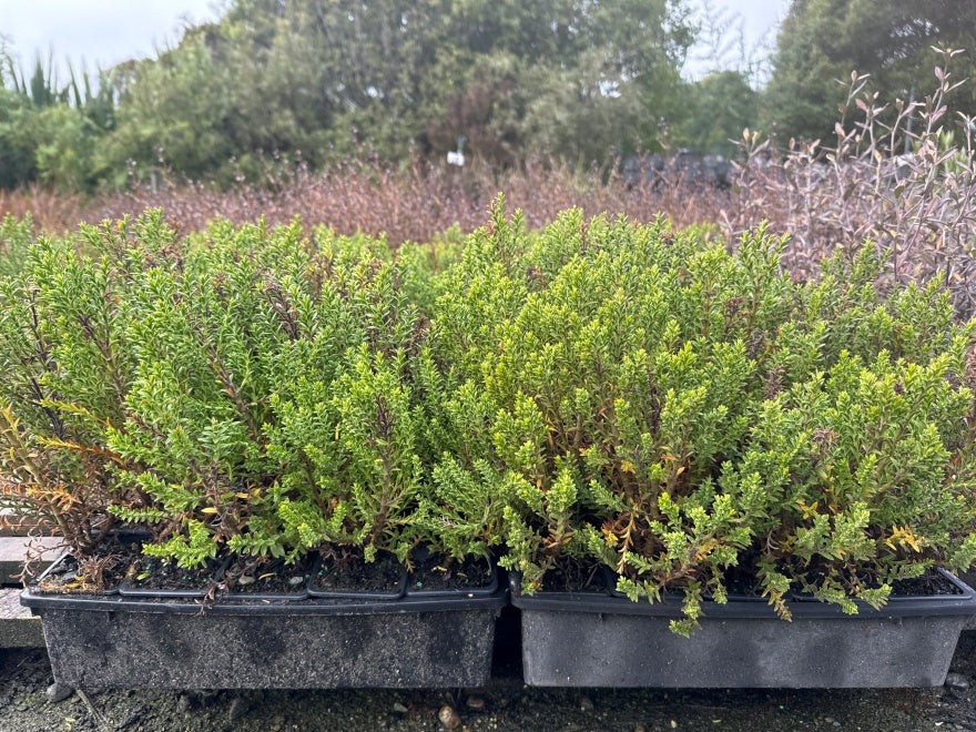 10x Hebe Jasper  - only $1.99c each