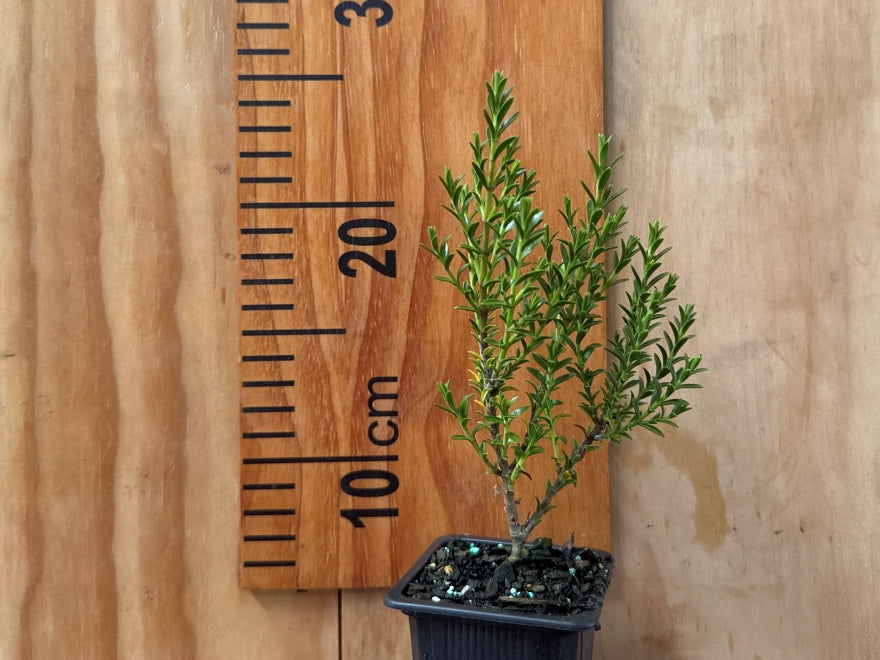 25x Hebe Jasper - $2.99 each