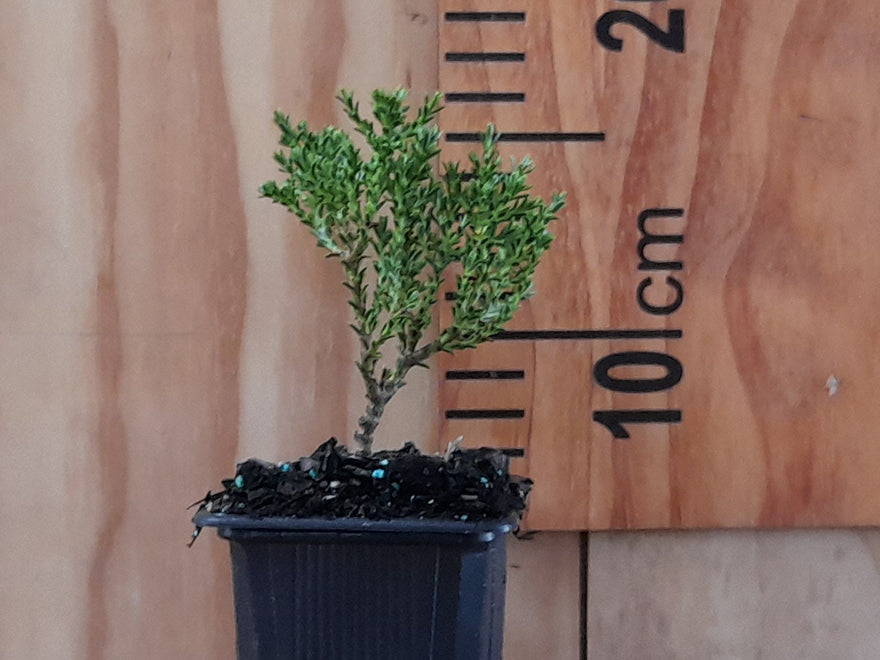 5x Hebe laingii - $5.99 each