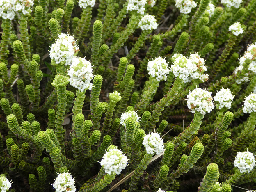 50x Hardy Hebe Combo - $3.99 each