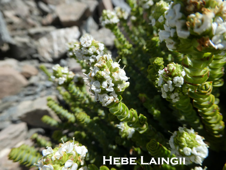 50x Hebe Combo - Favourites - $3.99 each