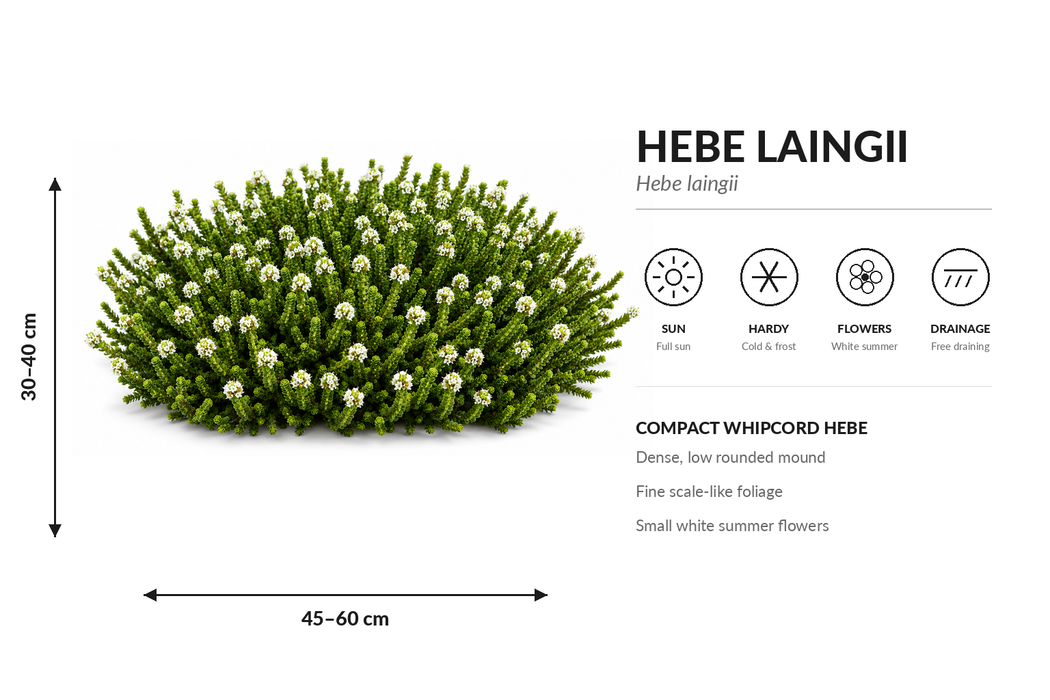 100x Hardy Hebe Combo - $3.99 each