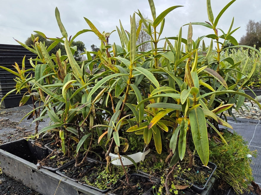 5x Hebe Latisepala - 39c each