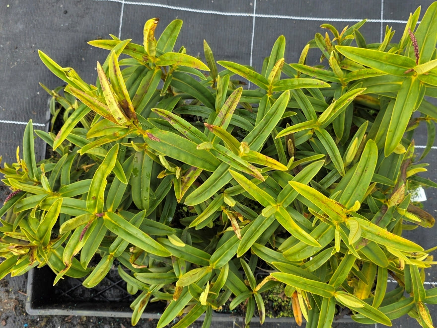 5x Hebe Latisepala - 39c each
