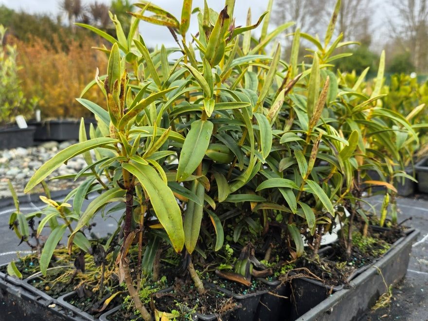 5x Hebe Latisepala - 39c each