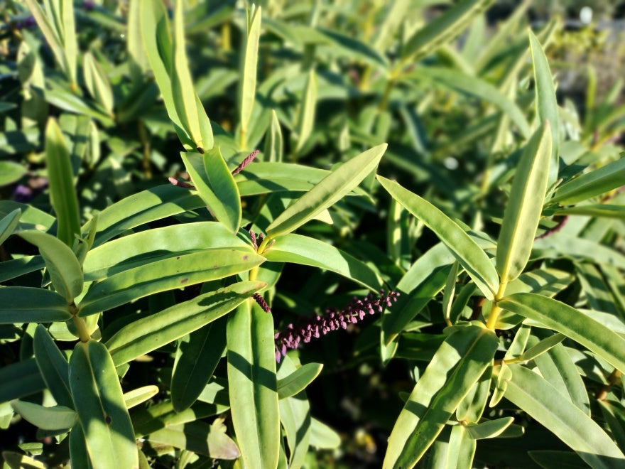 5x Hebe Latisepala - $5.99 each