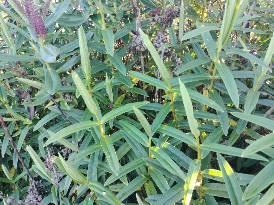 5x Hebe Latisepala - $5.99 each